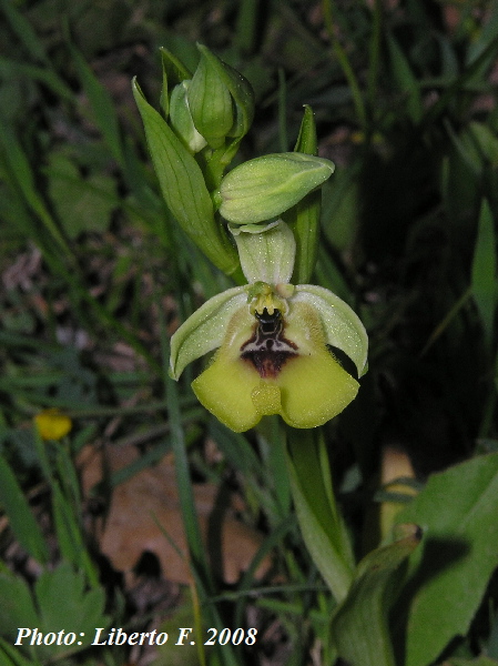 Ophrys lacaitae lojac.